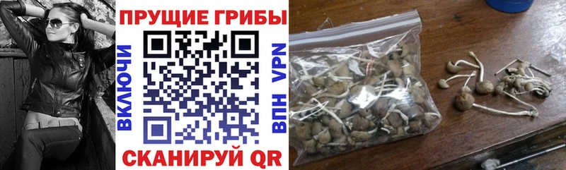 где купить наркоту  Буйнакск  Галлюциногенные грибы мицелий 